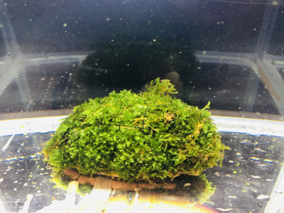 Мох Яванский Южно-Американский на плитке